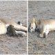 Lioness Adopts Orphaned Leopard Cub After Losing Her Own Cubs Making A Heartwarming Story