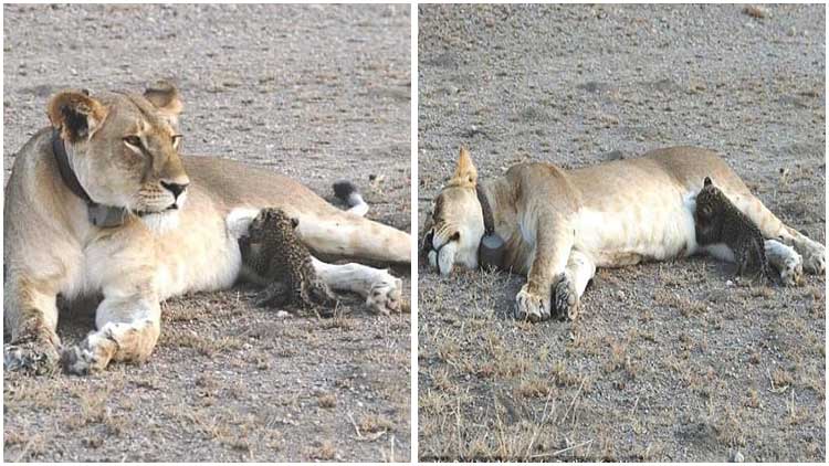 Lioness Adopts Orphaned Leopard Cub After Losing Her Own Cubs Making A Heartwarming Story