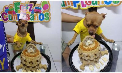 Little Pup Feels Happy When People Remember His Birthday