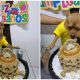 Little Pup Feels Happy When People Remember His Birthday