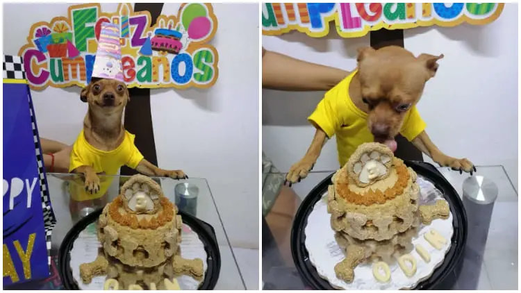 Little Pup Feels Happy When People Remember His Birthday