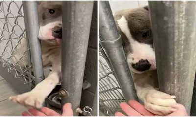 Lonely Shelter Dog Yearns Love, Want to Hold Hands with Anyone Who Walks By