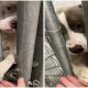 Lonely Shelter Dog Yearns Love, Want to Hold Hands with Anyone Who Walks By