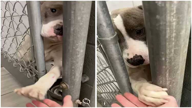 Lonely Shelter Dog Yearns Love, Want to Hold Hands with Anyone Who Walks By