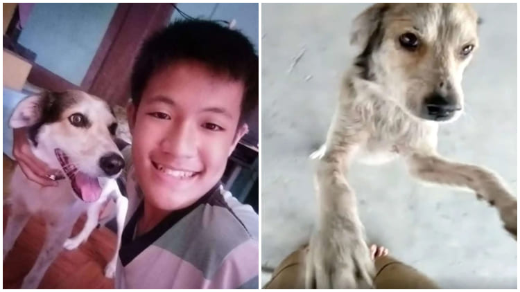Lost Dog Can't Stop Crying When His Owner Finally Finds Him