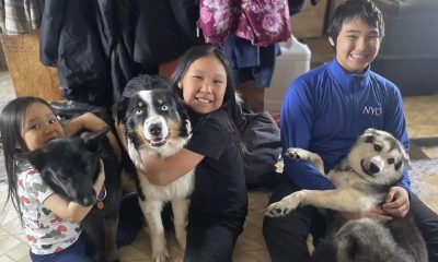 Lost Dog Roams 150 Miles Across Frozen Alaskan Waters to Reunite with Loving Family