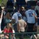 Lovely Dog Steals Spotlight at Baseball Game by Catching Home Run Ball