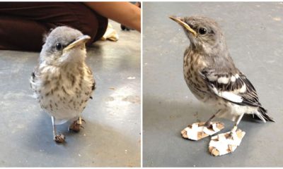 Lovely Injured Bird Was Given Tiny 'snowshoes' To Help Its Feet Heal