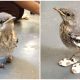 Lovely Injured Bird Was Given Tiny 'snowshoes' To Help Its Feet Heal