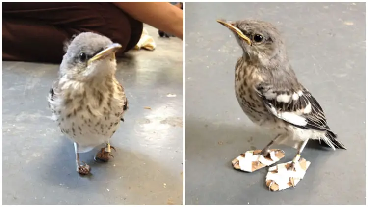 Lovely Injured Bird Was Given Tiny 'snowshoes' To Help Its Feet Heal