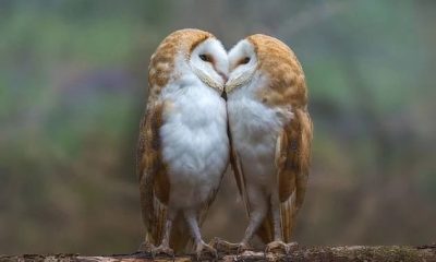 Lovely Pair of Owls Caught on Camera Sharing a Sweet and Affectionate 'Kissing' Moment