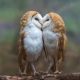 Lovely Pair of Owls Caught on Camera Sharing a Sweet and Affectionate 'Kissing' Moment