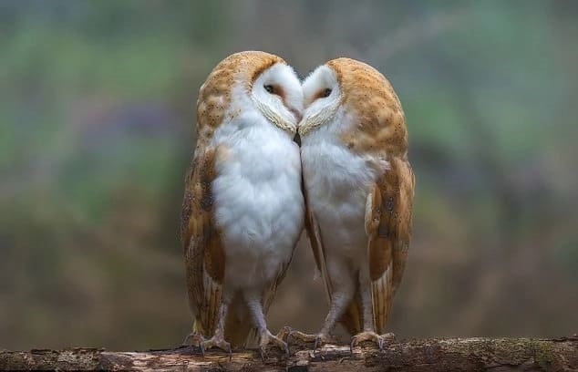 Lovely Pair of Owls Caught on Camera Sharing a Sweet and Affectionate 'Kissing' Moment