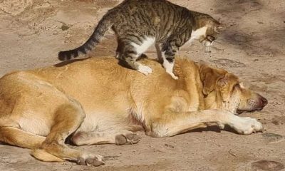 Lovely Shelter Cats Offer Massages to Blind Dog Needing Extra Love