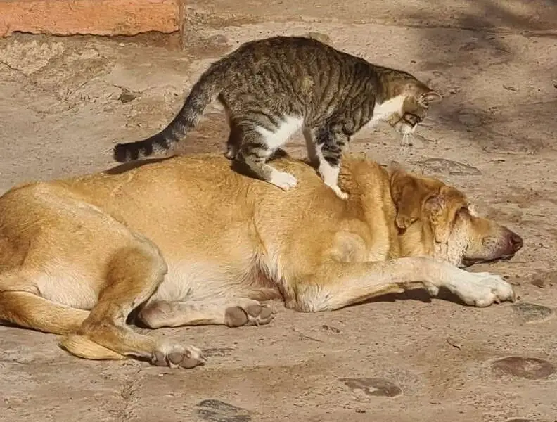 Lovely Shelter Cats Offer Massages to Blind Dog Needing Extra Love