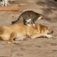 Lovely Shelter Cats Offer Massages to Blind Dog Needing Extra Love