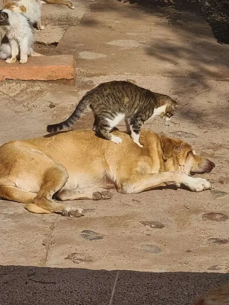 Lovely Shelter Cats Offer Massages to Blind Dog Needing Extra Love