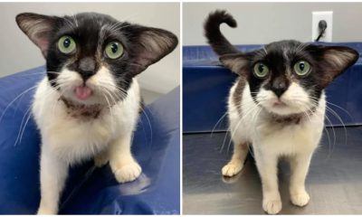 Lovely Stray Kitten With Special 'Yoda Ears' Is So Happy After Being Rescued