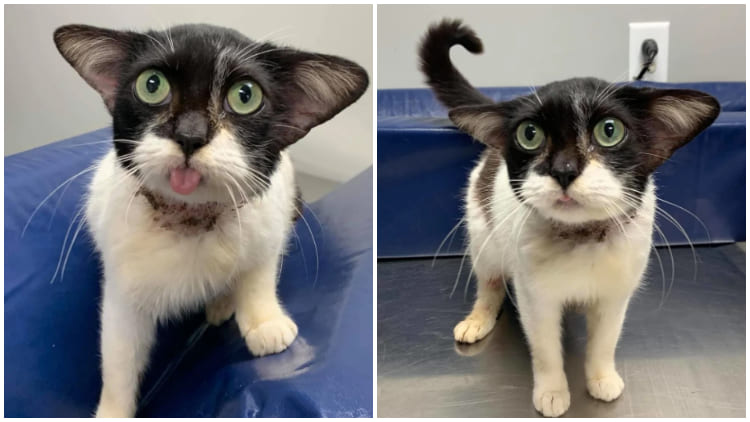 Lovely Stray Kitten With Special 'Yoda Ears' Is So Happy After Being Rescued