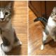 Lovely Two-Legged Kitten Filled with Hope Finds Her Forever Home