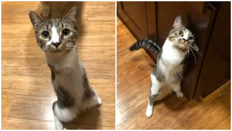 Lovely Two-Legged Kitten Filled with Hope Finds Her Forever Home