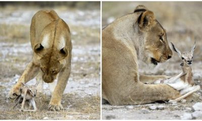 Loving Lioness Finds Solace by Adopting a Springbok After Losing Her Own Cubs