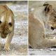 Loving Lioness Finds Solace by Adopting a Springbok After Losing Her Own Cubs