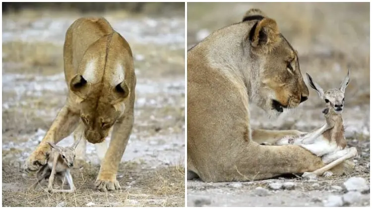Loving Lioness Finds Solace by Adopting a Springbok After Losing Her Own Cubs