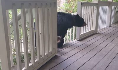 Mama Bear Takes Her New Baby Cubs to Introduce to Their Human Friend