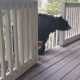 Mama Bear Takes Her New Baby Cubs to Introduce to Their Human Friend