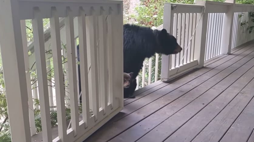 Mama Bear Takes Her New Baby Cubs to Introduce to Their Human Friend