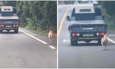 Mama Dog Chases After Truck as Her Puppies Are Taken Away