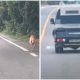 Mama Dog Chases After Truck as Her Puppies Are Taken Away