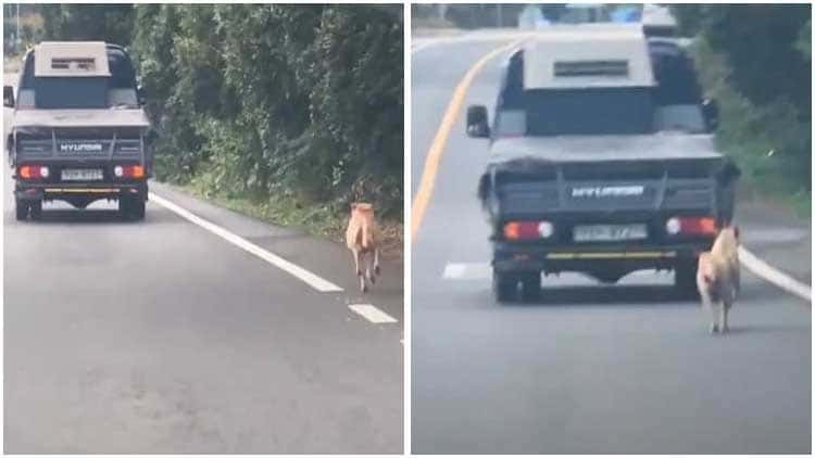 Mama Dog Chases After Truck as Her Puppies Are Taken Away