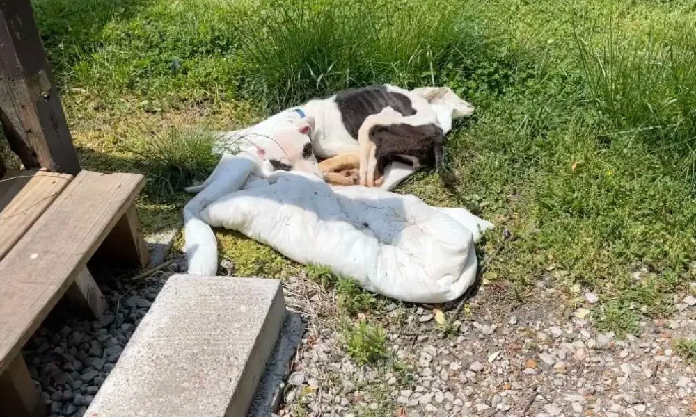 Man Finds Emaciated Puppy Tied to Bus Stop on His Way to Work