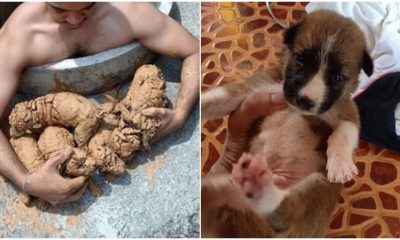 Man Rescues Five Tiny Puppies Trapped in Mud at the Bottom of a Well When Hearing Faint Cries