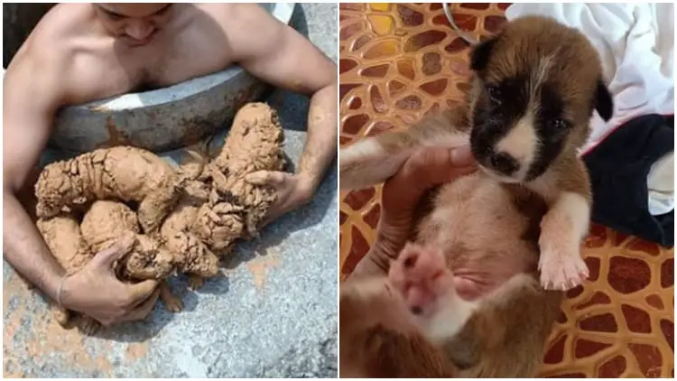 Man Rescues Five Tiny Puppies Trapped in Mud at the Bottom of a Well When Hearing Faint Cries