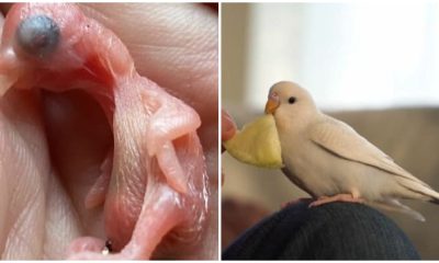 Man Revives Parrot Egg to Life, Turns into Adorable Budgie Bird