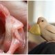 Man Revives Parrot Egg to Life, Turns into Adorable Budgie Bird