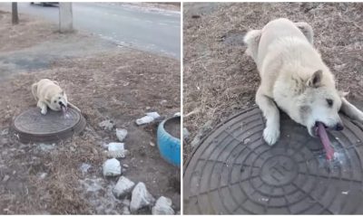 Man Saves Dog Trapped on Freezing Manhole with Stuck Tongue