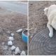 Man Saves Dog Trapped on Freezing Manhole with Stuck Tongue