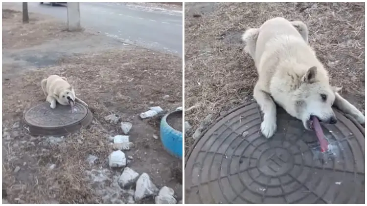 Man Saves Dog Trapped on Freezing Manhole with Stuck Tongue