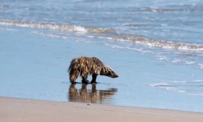 Man Spots Something Unexpected on the Beach That Looks Like a Sea Turtle