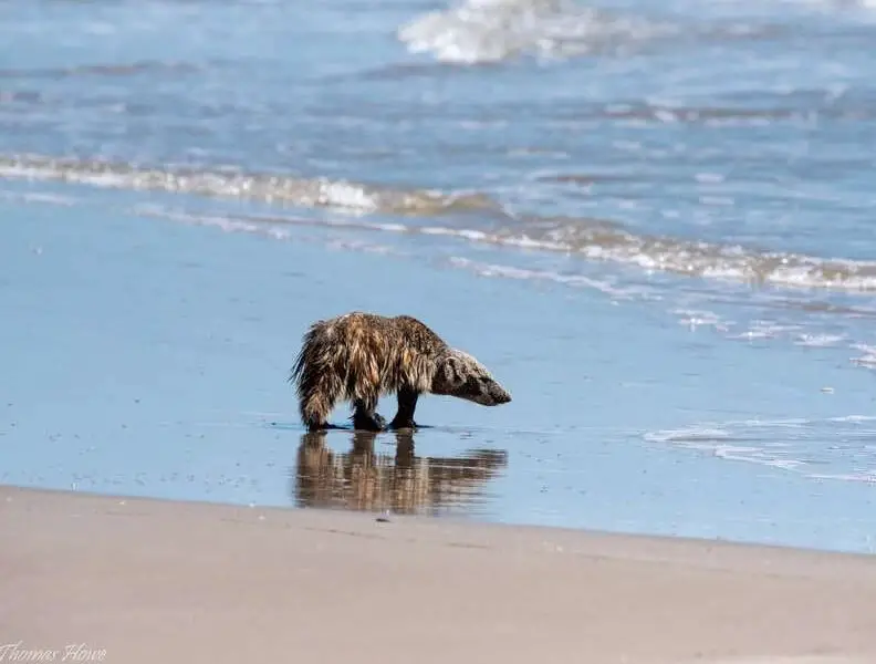 Man Spots Something Unexpected on the Beach That Looks Like a Sea Turtle