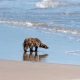 Man Spots Something Unexpected on the Beach That Looks Like a Sea Turtle