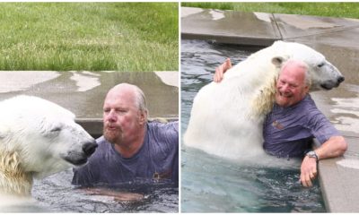 Man Swims with His White Bear Friend of Over Two Decades