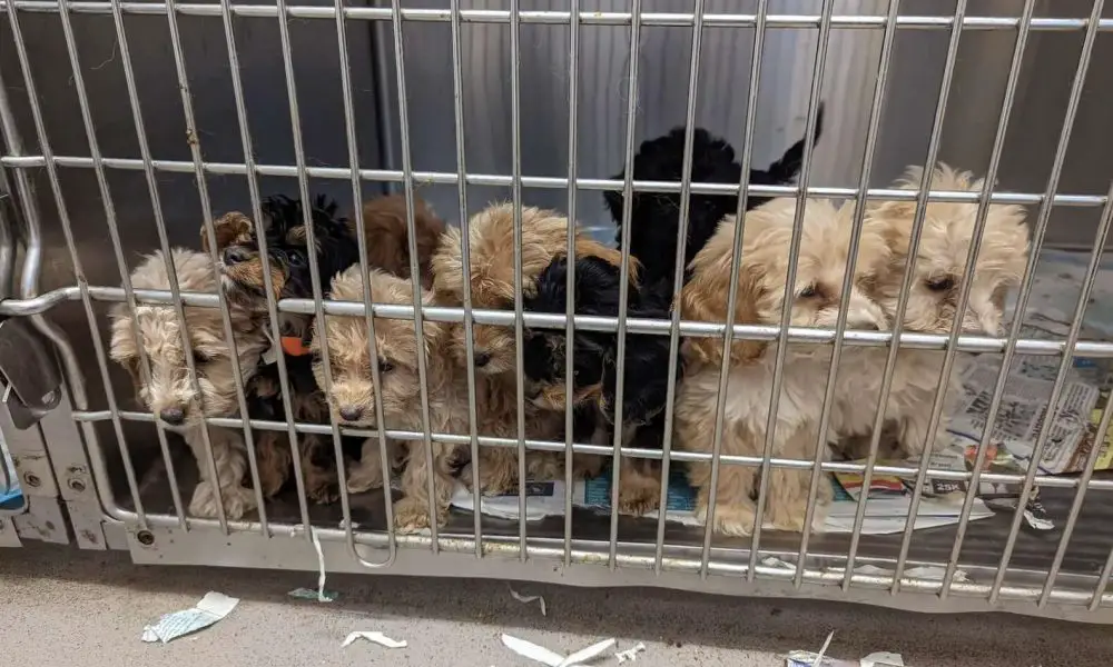 Man Taking a Stroll Surprised to See 20 Puppies Left Behind in a Cage by the Road