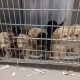 Man Taking a Stroll Surprised to See 20 Puppies Left Behind in a Cage by the Road