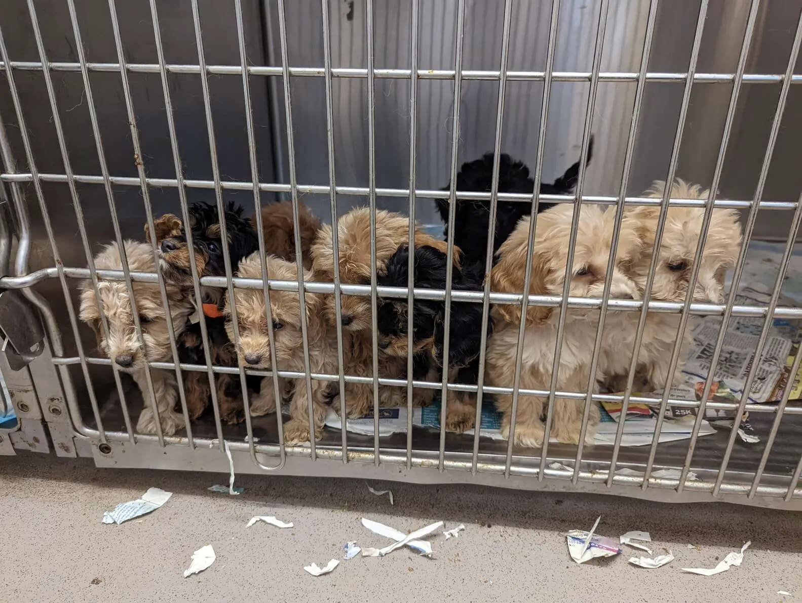 Man Taking a Stroll Surprised to See 20 Puppies Left Behind in a Cage by the Road