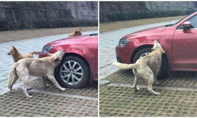 Man's Car Gets Attacked by a Gang of Dogs After Kicking a Sleeping Dog Out Of His Parking Spot